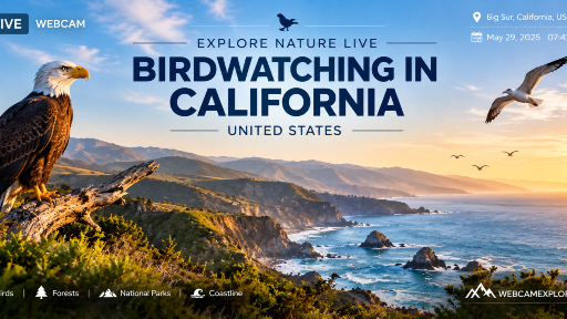 California Birdwatching Webcams – Live Nature Views