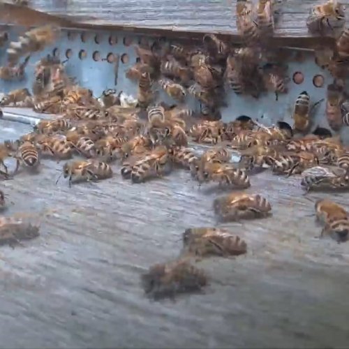 Honey Bee Landing Zone Live Stream