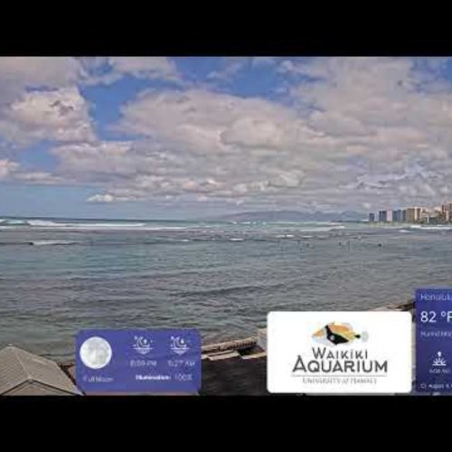 Waikiki Beach Live Cam: Surf & Honolulu Views