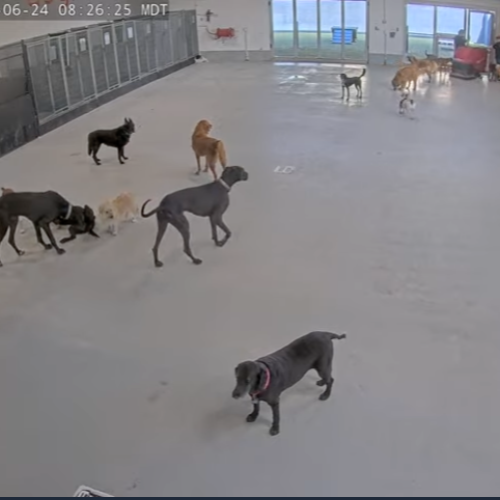 Dog Mode Salt Lake City Webcam