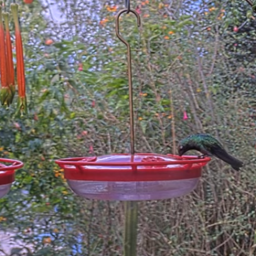 hummingbird sanctuary feeder in urubamba, peru