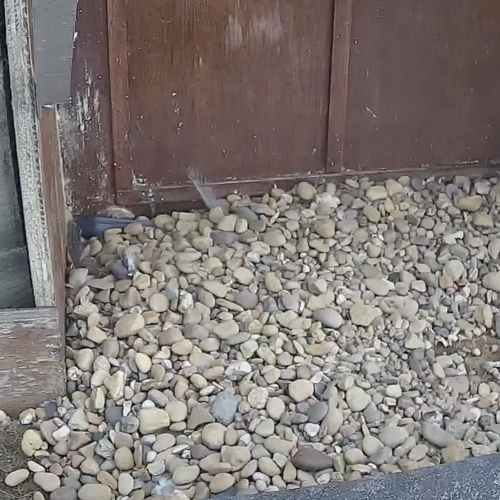 peregrine falcon nest | wakefield, united kingdom