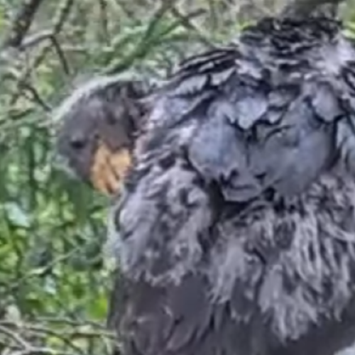 black stork nest in pärnu, estonia