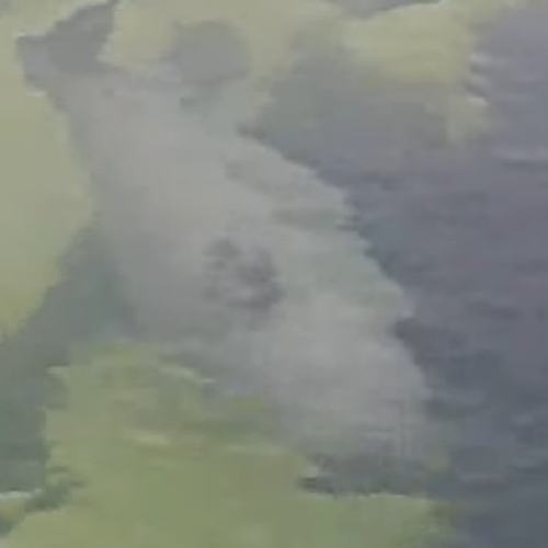 Ecomare Seal Sanctuary Webcam, Texel 🇳🇱