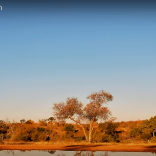 African Wildlife: Kings Camp in Timbavati Reserve, Mpumalanga