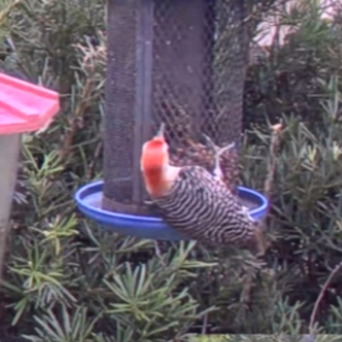 Bird Feeder in Orlando, Florida, USA