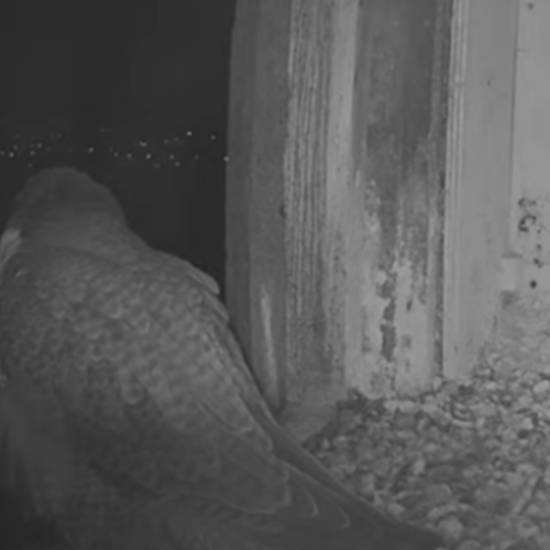 Peregrine Falcon Nest in Orange, Australia