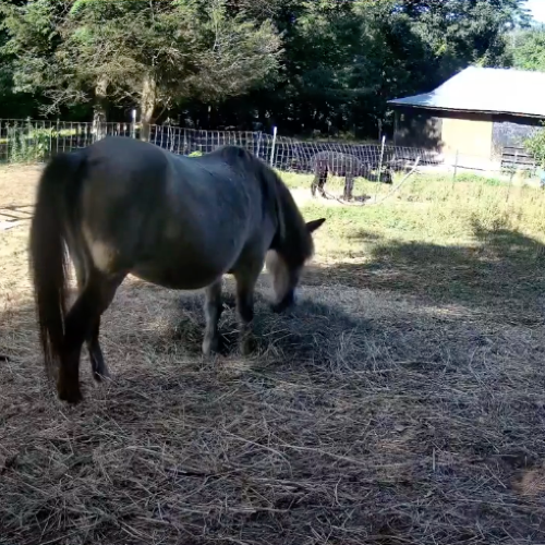 Live Webcam: Adorable Animals at White Porch Farm, Epsom, USA