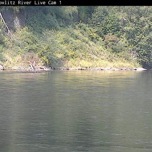 Cowlitz River Live Cam: Alta Vista, Washington's Flowing Beauty