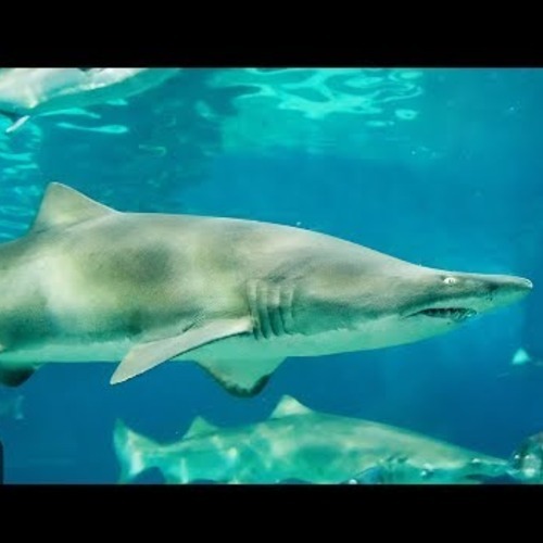 Shark Cam