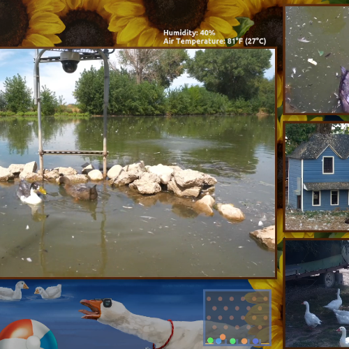 Dashducks in Salt Lake City: Live Pond & Wildlife Cam