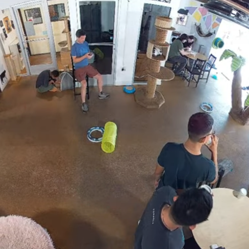 Live Cat Café Webcam: San Diego, California
