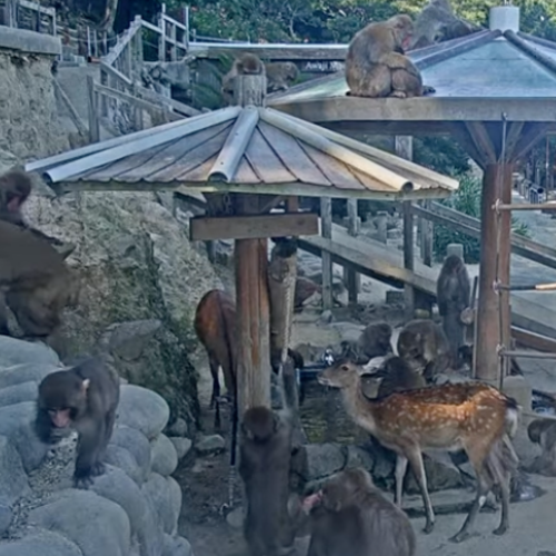 Awaji Island Monkey Center Live Webcam: Japan's Macaque Haven