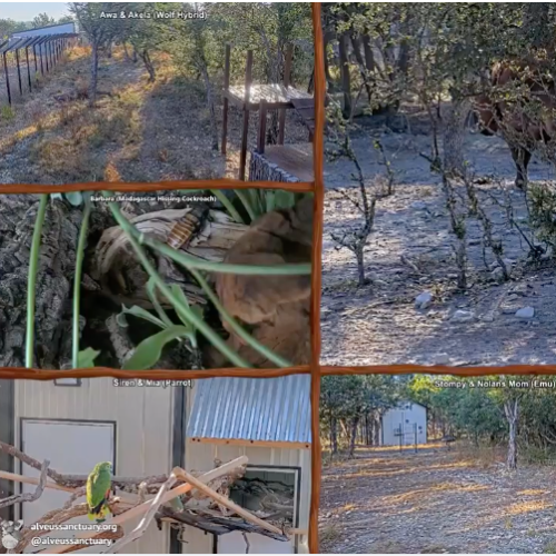 Alveus Sanctuary Exotic Animal Cam, Austin