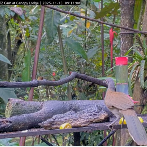 Panama Tropical Bird Feeder Live: Antón Wildlife Cam