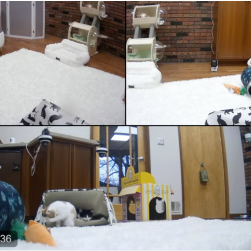 Live Kitten Academy Webcam: Playful Felines in Bethlehem, CT
