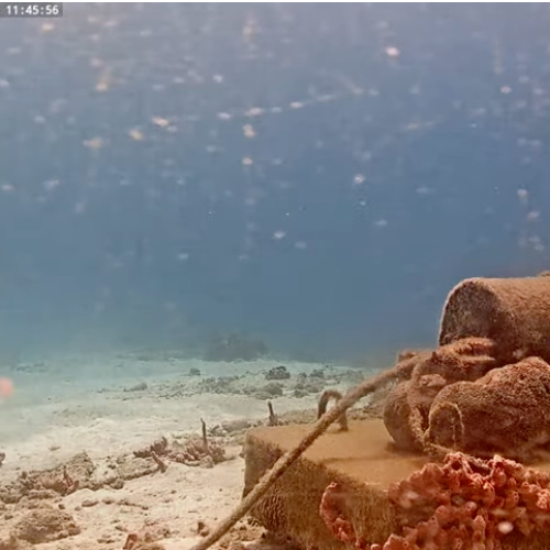 Harbour Village Bonaire Coral Reef Live Webcam