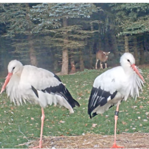 Live Stork and Wildlife Webcam in Makov, Czech Republic