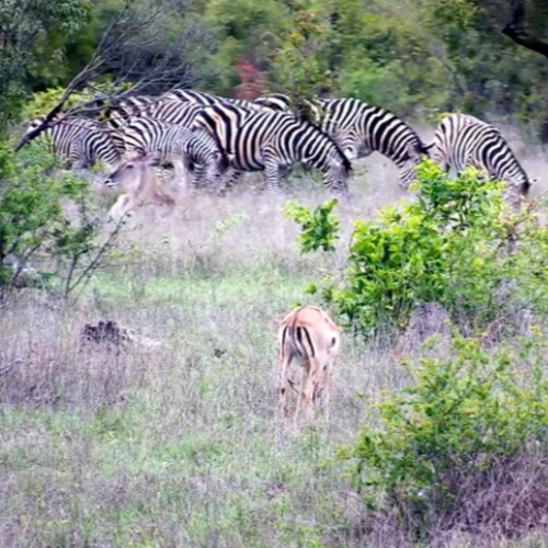 Djuma Private Game Reserve Live: South Africa Wildlife Webcam