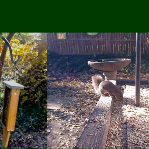 Prairie Village Feeder Live: Backyard Wildlife in Kansas