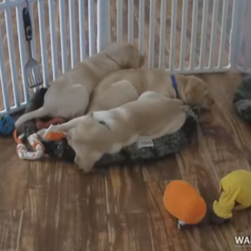 Great Danes at the Service Dog Project Live Cam