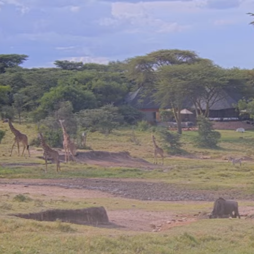 Masai Mara Live: Wildlife & Safari Waterhole Webcam, Kenya