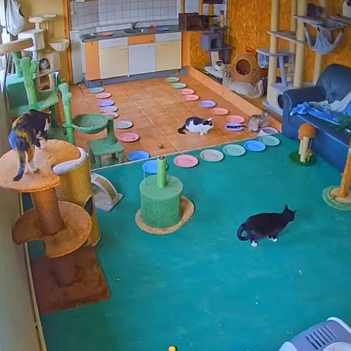 Live Cat Cam: Woody's Safe Haven Texel