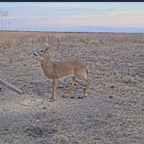 Deer Feeding Grounds in Patiāla, India