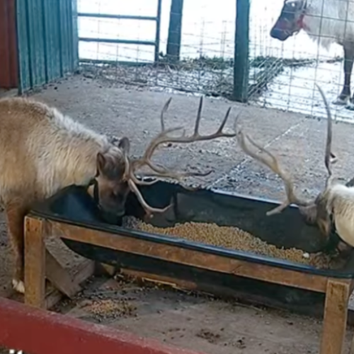 Reindeer Farm Cam in Clare, Michigan