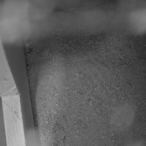 Uilencam Dierenpark Amersfoort