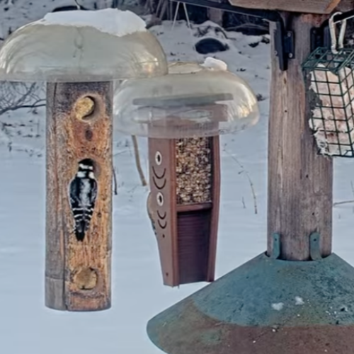 Overlook Circle Feedercam - Bloomington, United States