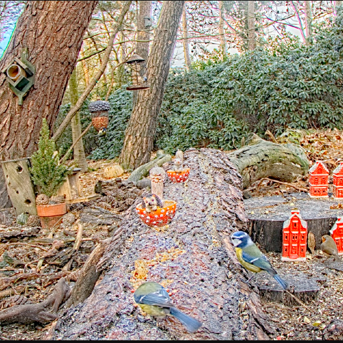 Birds & Forest Wildlife Bird Feeder De Mortel Live Cam