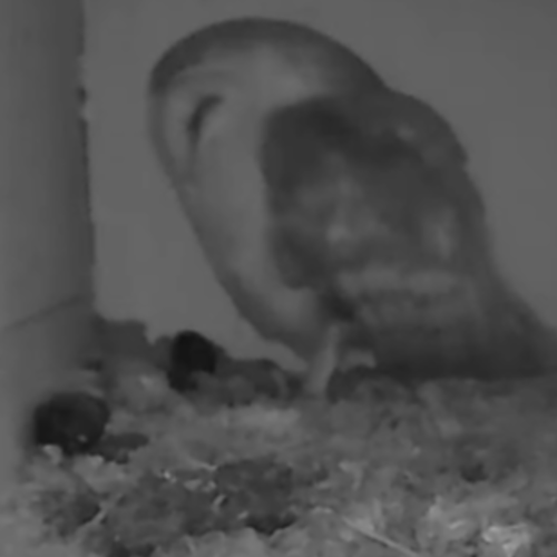 Barn Owl De Rips Live Cam