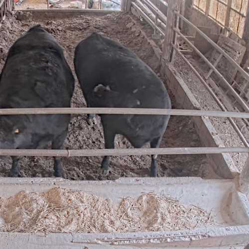 Live Cows at ISB Farm Co., Ltd. in Katori-shi, Japan