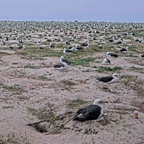 Midway Atoll NWR Sand Island Live Cam