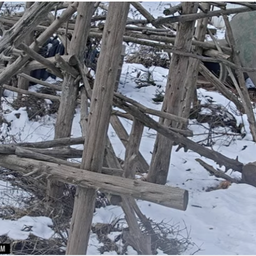 Black Bear Enclosure Live: Woodlands Wildlife in Franklin, PA