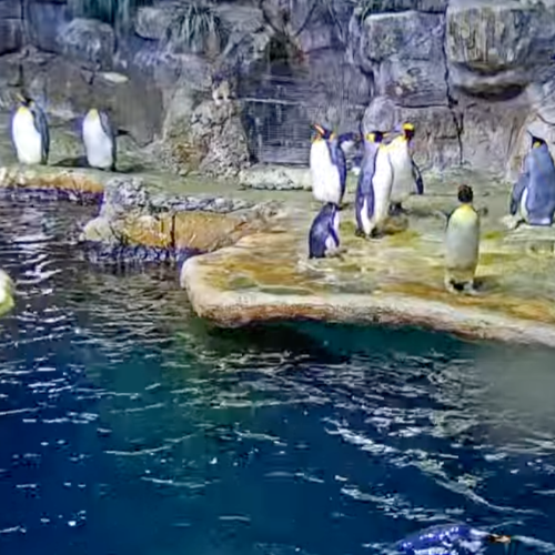 Moody Gardens Penguins Live Cam