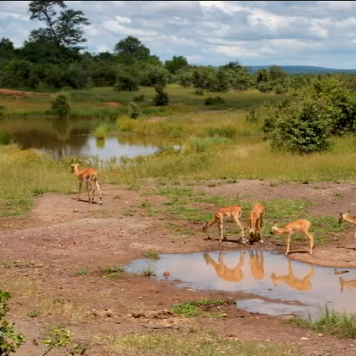 Victoria Falls Safari Lodge Zimbabwe Live Cam