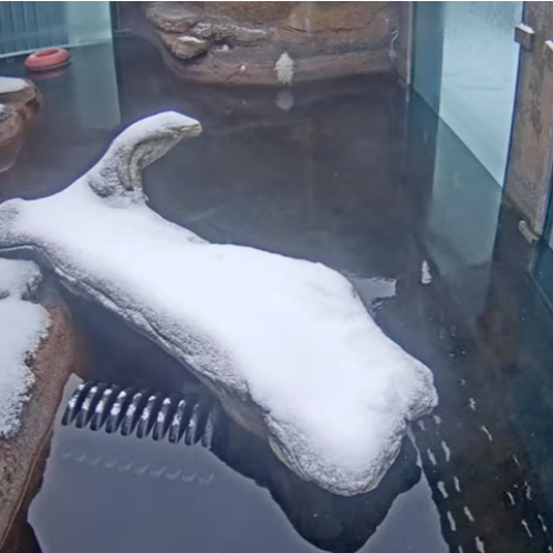 Otter Outdoor Webcam at Calvert Marine Museum