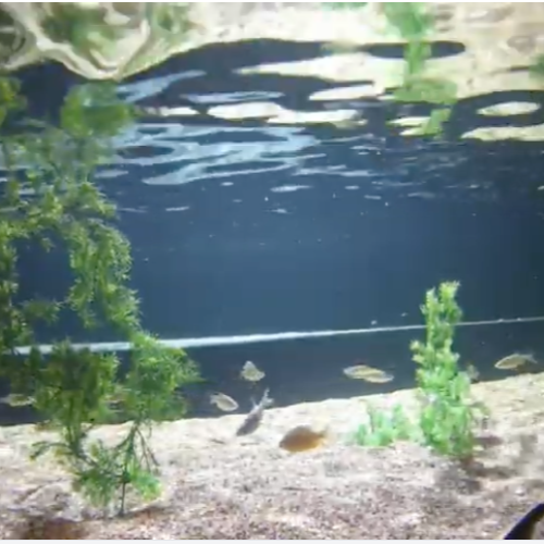 Maritime Aquarium at Norwalk Live Webcam