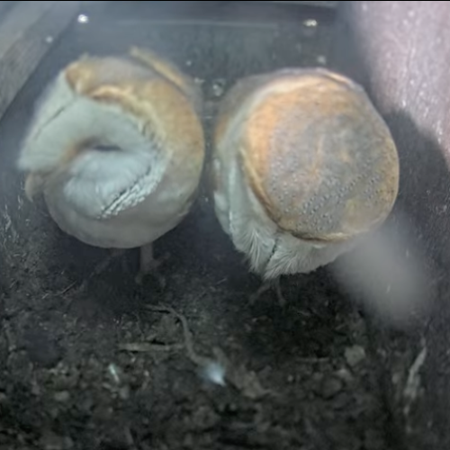 Somerset Wildlife Trust Barn Owl Cam Blackdown Hills