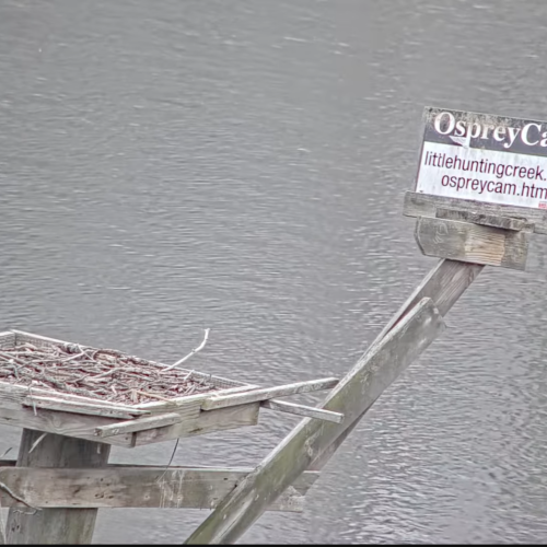 Mount Vernon Osprey Cam