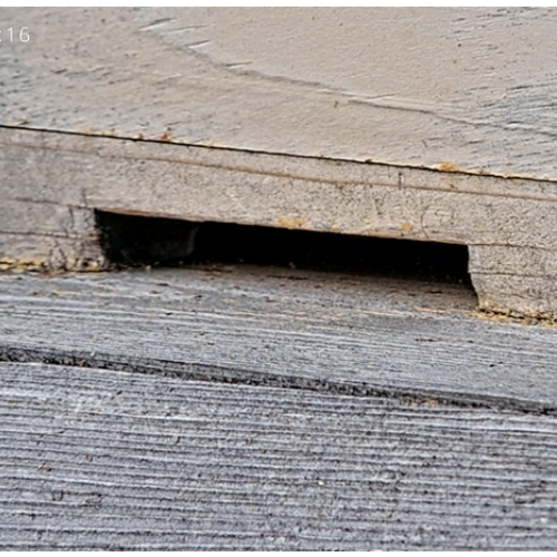 Lothian Honey Bee Live Stream