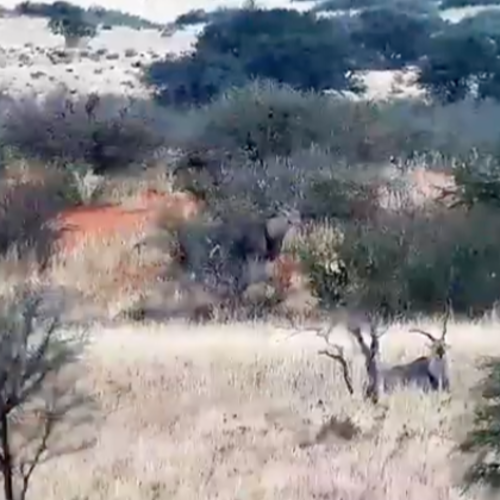 Kalahari Desert Live Webcam: Wildlife and Landscapes of Namibia