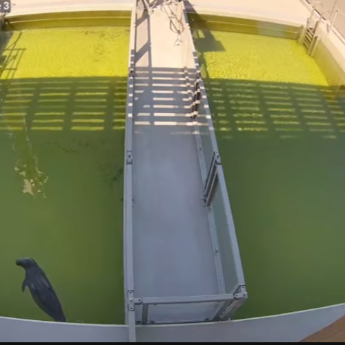 Seal Rehabilitation Center Phase 3 WEC Lauwersoog