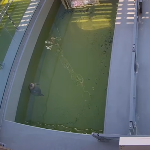 Seal Rehabilitation Center Phase 2 Live Cam