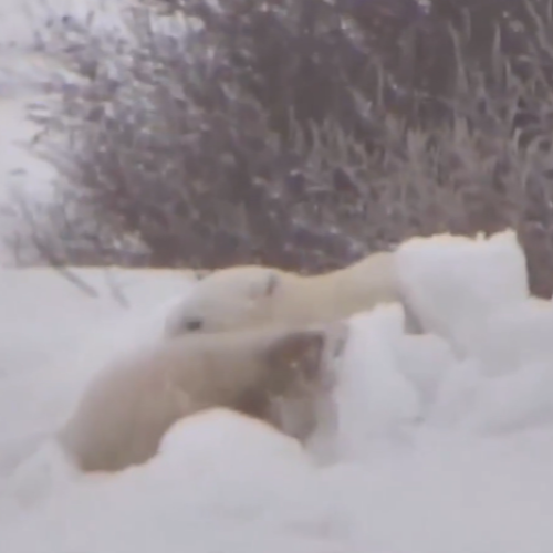 Witness Polar Bears in Their Natural Habitat on Cape Churchill Live Stream