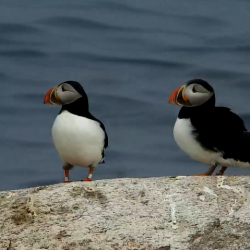 Puffin Paradise Live from Seahouses, UK 🐦