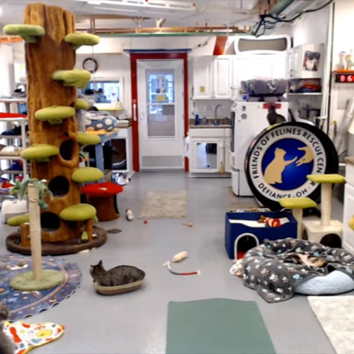 Friends of Felines Cat Rescue Live Stream | Defiance, United States