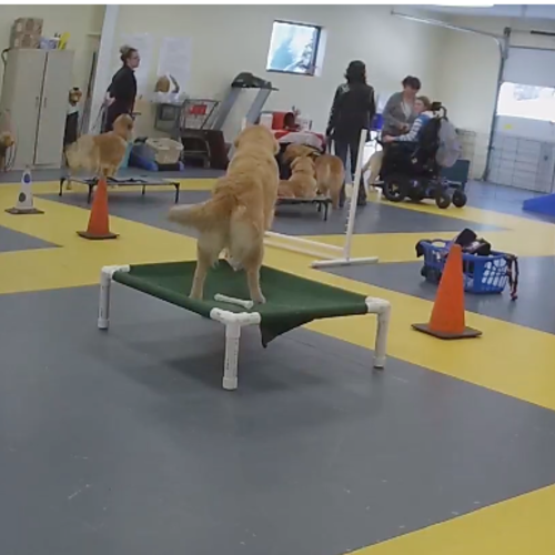 East Coast Assistance Dogs Live Feed